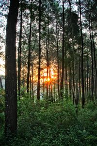 Sunlight streaming through trees in forest