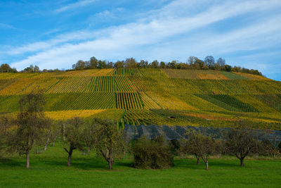 Fruit trees and vineyard in autumn