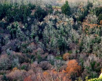 High angle view of trees growing on field