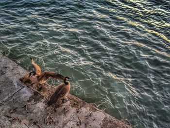 High angle view of bird on rock by sea