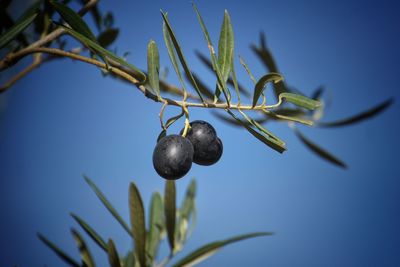 Close-up of olives on plant against sky