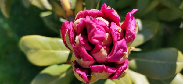 Close-up of pink rose flower