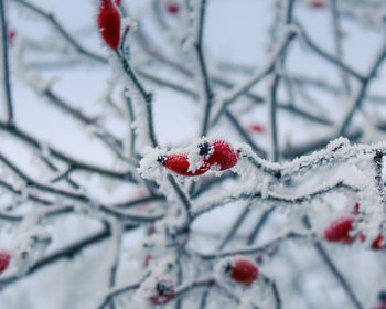 Close-up of frozen rose hips on branch