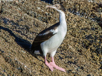 Bird in water