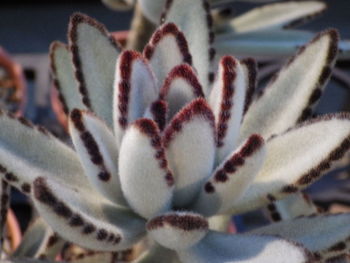 Close-up of succulent plant