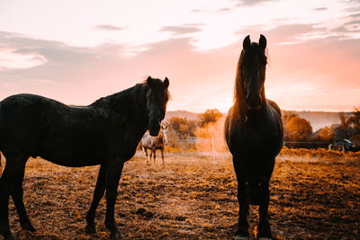Portrait of horses standing at ranch against sky during sunset
