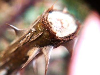 Close-up of lizard