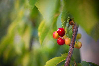 Close-up of cherries on plant
