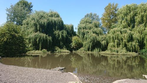 Scenic view of lake against trees