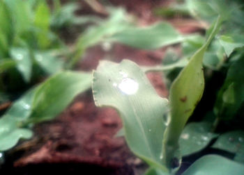 Close-up of wet plant