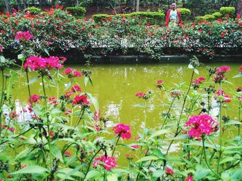 Pink flowers blooming in lake