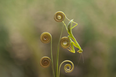 Hierodula venosa spesies mantis from borneo forest