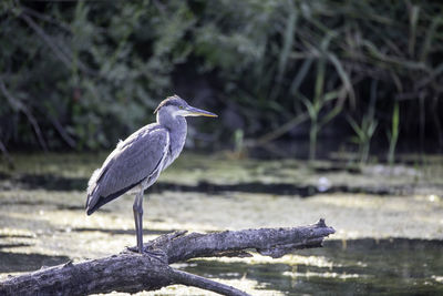 High angle view of gray heron perching on a lake