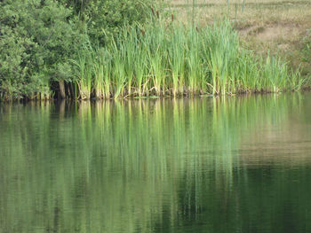 Scenic view of lake