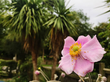 Close-up of pink flowering plant