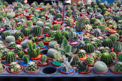 Close-up of flowers in market