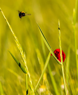 Close-up of insect on red leaf