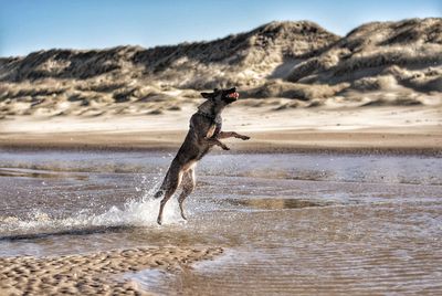 Dog playing at beach