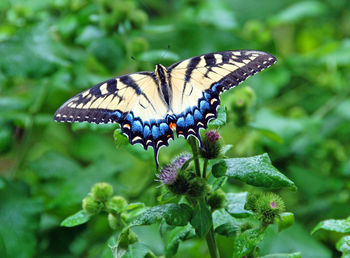 A swallowtail butterfly in shenandoah national park