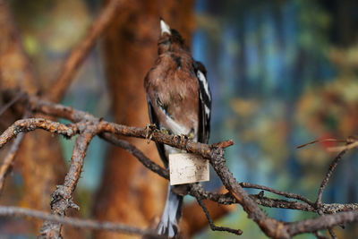 Close-up of bird perching on branch