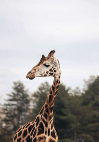 View of a giraffe