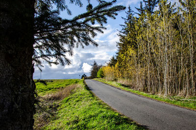 Empty road along trees and plants