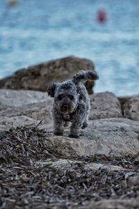 Portrait of black dog on field