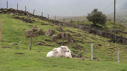 View of a sheep on field