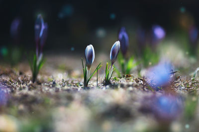 Close-up of purple flower buds on land