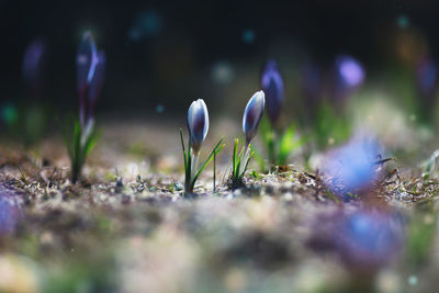 Close-up of purple crocus flowers on field