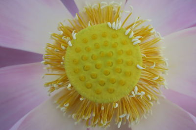Close-up of yellow flower blooming outdoors