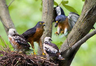 Goshawks on branch