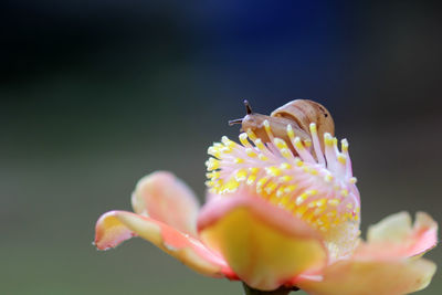 Close-up of insect on plant