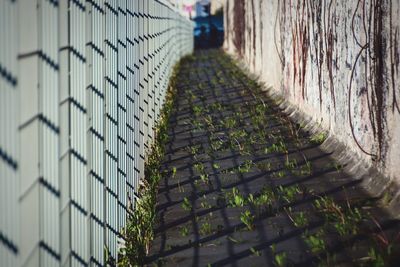 Plants growing on pathway by railing during sunny day