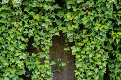 High angle view of ivy growing on footpath