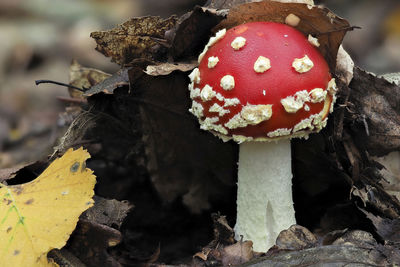 Close-up of fly agaric mushroom