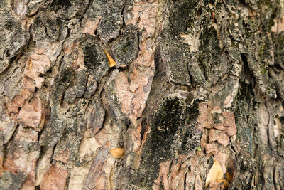 Full frame shot of tree trunk