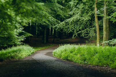 Footpath in forest