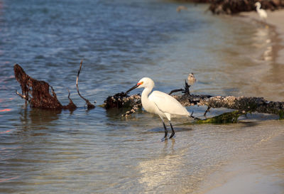 Snowy egret egretta thula bird hunts for fish in the ocean at delnor-wiggins pass state park 