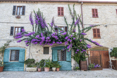 View of flowering plants against building