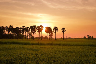 Scenic view of field against sky during sunset