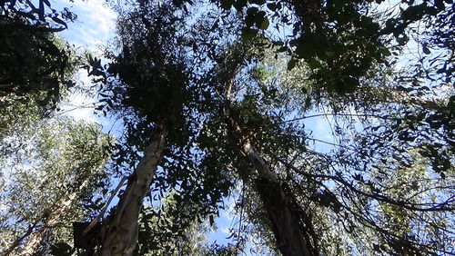 Low angle view of trees in forest