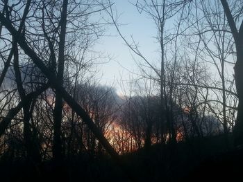 Low angle view of bare trees against sky