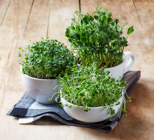 High angle view of plants in bowl on table