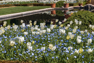 Close-up of white flowering plants in park