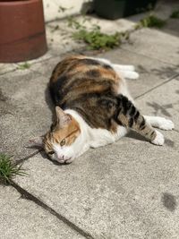 High angle view of cat sleeping on footpath