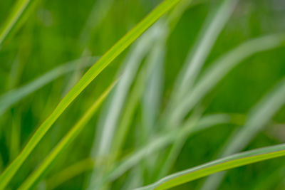 Close-up of crops growing on field