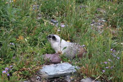 View of an animal on field