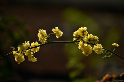 Close-up of yellow flowering plant