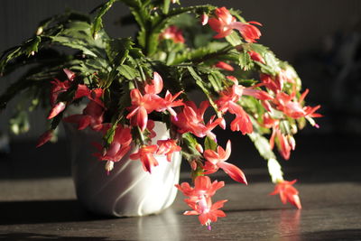 Close-up of red rose flowers in vase
